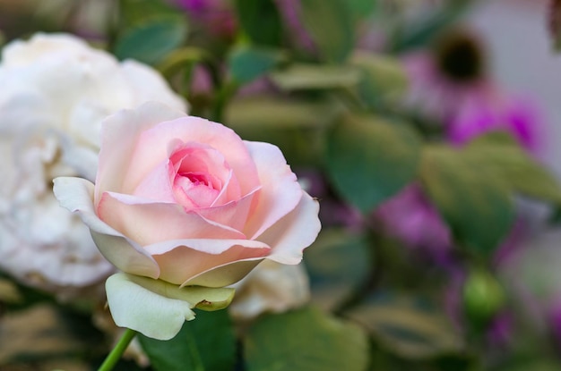 Hermosa flor de rosas rosadas de verano Rosas rosadas trepadoras en el jardín