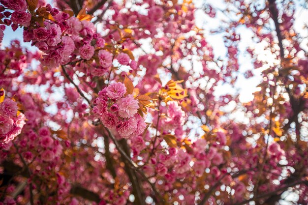 La hermosa flor de sakura Prunus serrulata Perfección rosa El sol se rompe a través de las flores rosas