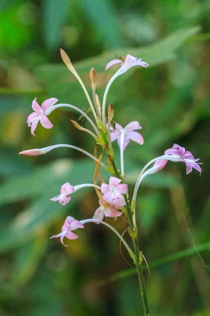 Foto hermosa flor silvestre en el bosque