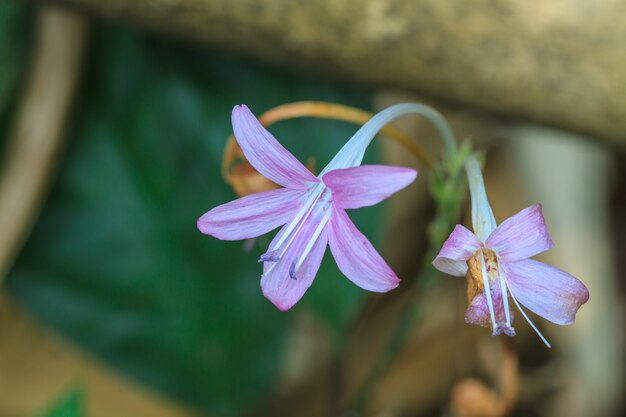 Hermosa flor silvestre en el bosque