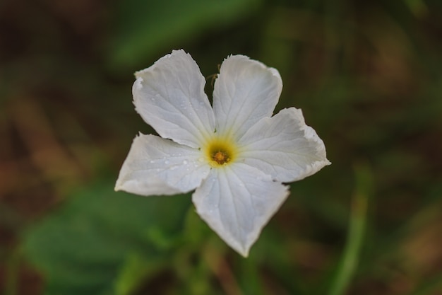 Hermosa flor silvestre en el bosque