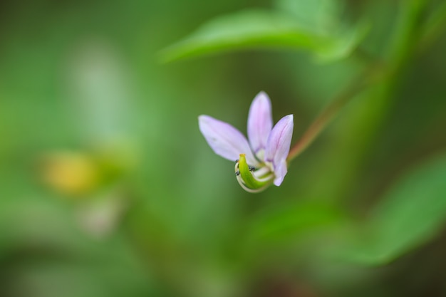 Hermosa flor silvestre en el bosque