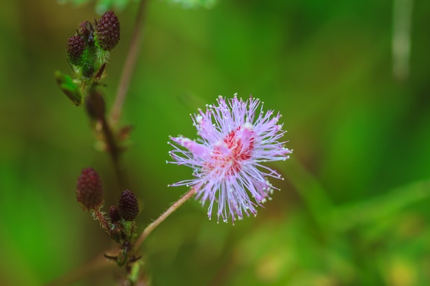 Hermosa flor silvestre en el bosque