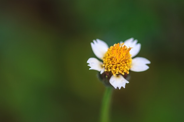 Hermosa flor silvestre en el bosque