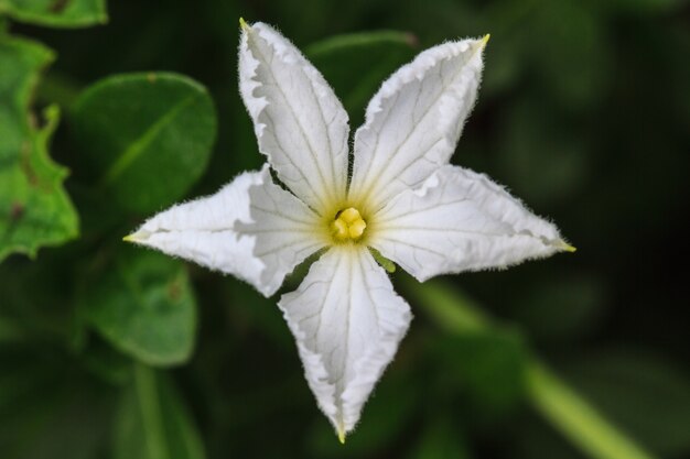 Hermosa flor silvestre en el bosque