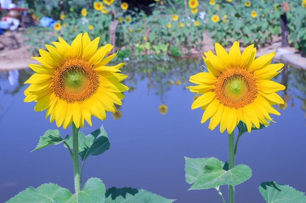 hermosa flor de sol en el jardín