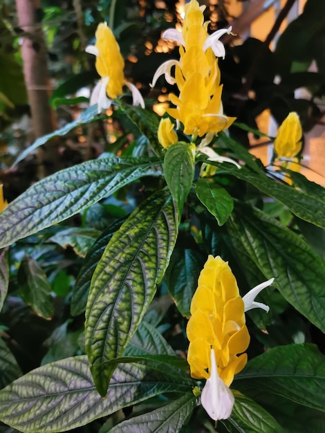 Hermosa flor tropical amarilla Lollipop Plant Pachystachys Lutea Golden Shrimp Plant