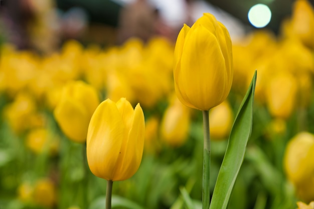 Hermosa flor de tulipán amarillo. Florece coloridas flores de tulipán en el jardín como fondo floral