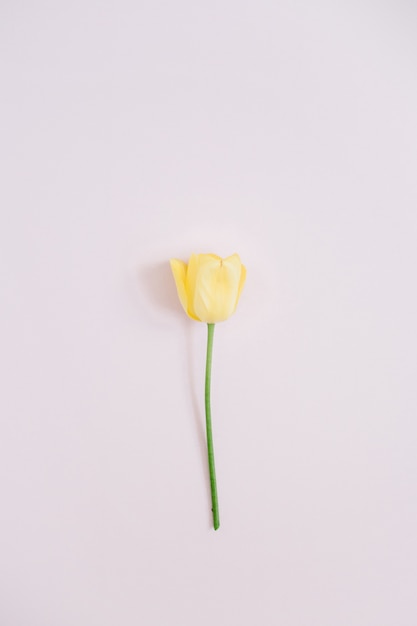 Hermosa flor de tulipán amarillo en rosa