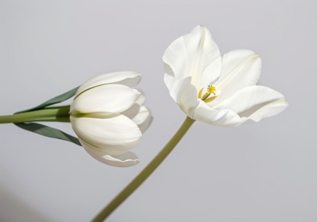 una hermosa flor de tulipán blanco