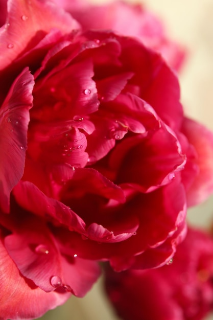 Hermosa flor de tulipán closeup