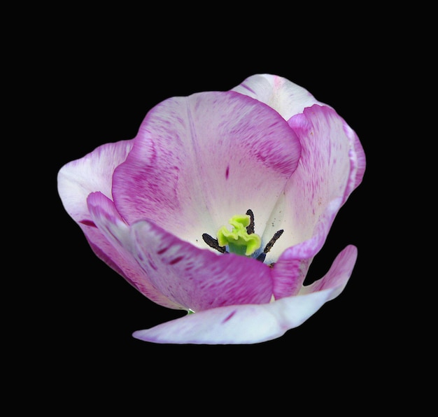 Hermosa flor de tulipán de color blanco violeta purlpe aislado sobre fondo negro de cerca, primavera