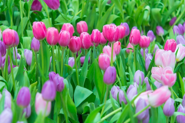 Hermosa flor de tulipán colorido