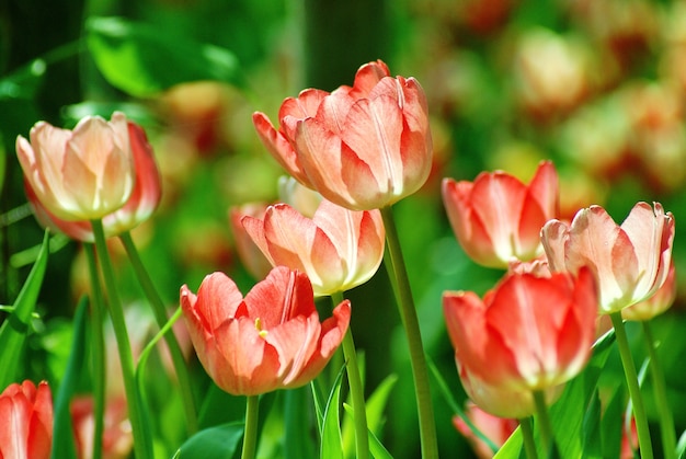 Hermosa flor de tulipán en la luz del sol en el fondo borroso