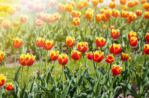 Hermosa flor de tulipán púrpura closeup