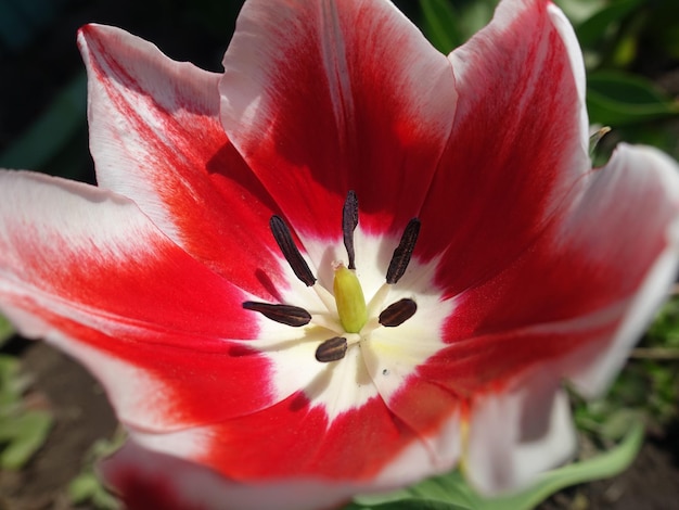 Hermosa flor de tulipán que florece en primavera foto colores vivos flor de tulipán