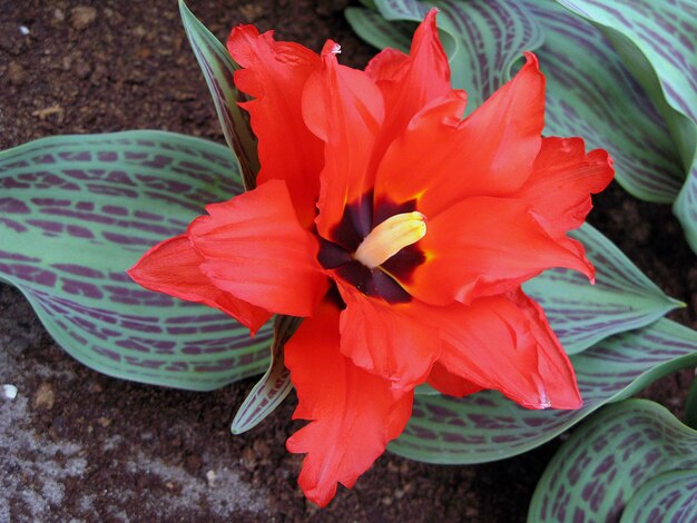 Una hermosa flor de tulipán rojo muy grande de un primer plano inusual en forma de estrella.