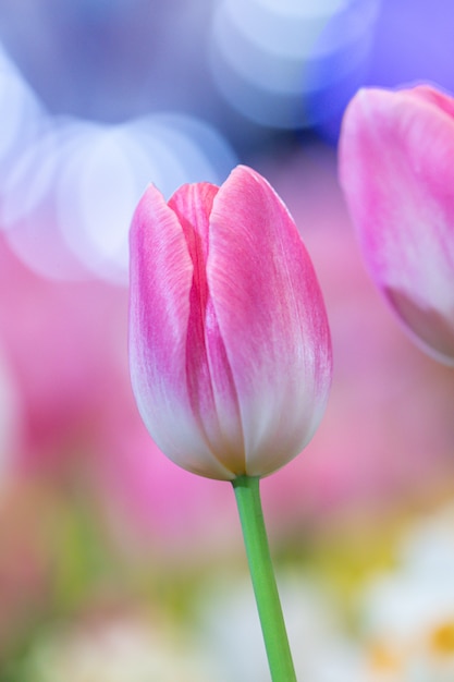 Hermosa flor de tulipán rosa borrosa en la naturaleza