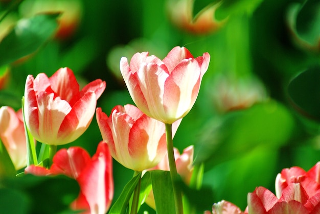 Hermosa flor de tulipán rosa en la luz del sol en el fondo borroso