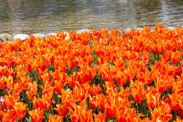 Hermosa flor de tulipanes en el campo de tulipanes junto al estanque