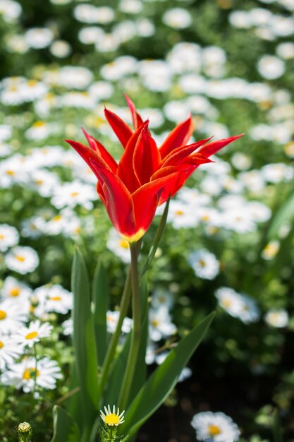 Hermosa flor de tulipanes en el campo de tulipanes en primavera