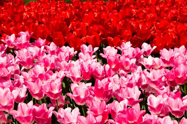 Hermosa flor de tulipanes en el campo de tulipanes en primavera