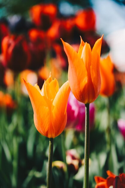 Hermosa flor de tulipanes en el campo de tulipanes en primavera