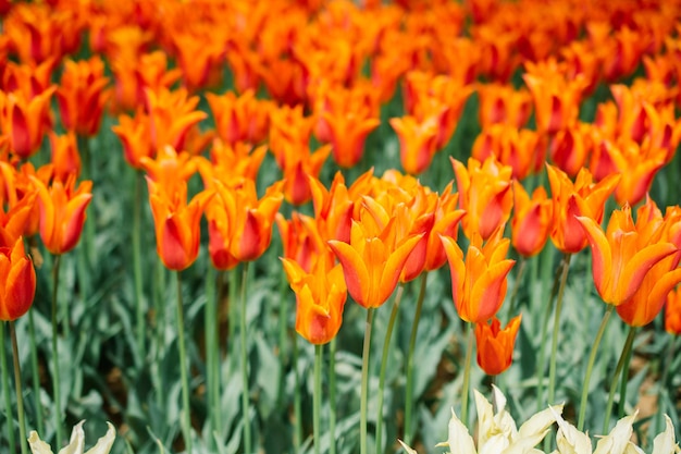 Hermosa flor de tulipanes en el campo de tulipanes en primavera