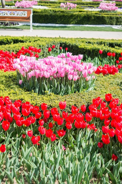 Hermosa flor de tulipanes en el campo de tulipanes en primavera