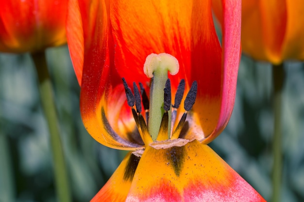 Hermosa flor de tulipanes en el campo de tulipanes en primavera