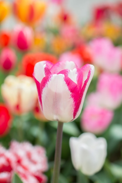 Foto hermosa flor de tulipanes para el diseño de concepto de belleza de postal