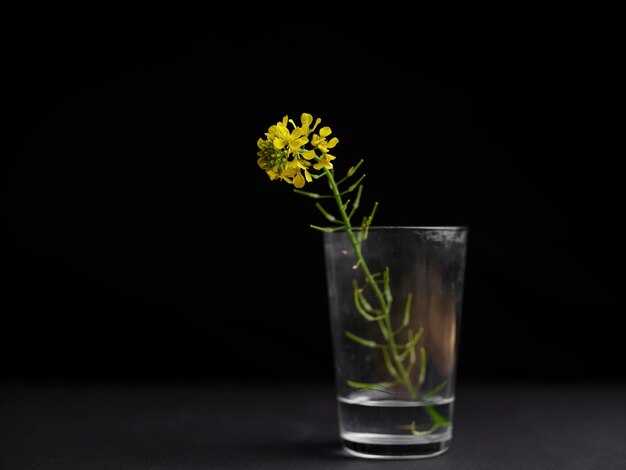 Hermosa flor en un vaso