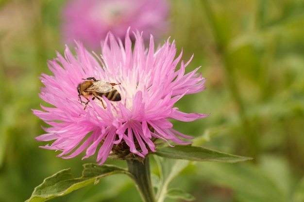 Hermosa flor de verano con abeja en el jardín y hojas verdes borrosas en el fondo