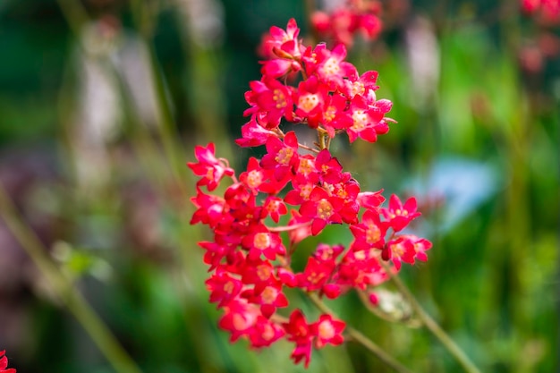 Hermosa flor de verano colorido que florece en el jardín.