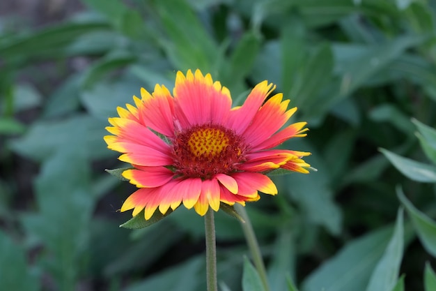 Hermosa flor de verano