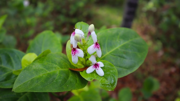 Hermosa flor verde árbol y textura de hoja