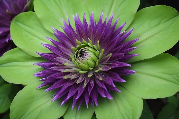 Una hermosa flor verde y púrpura