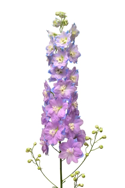 Hermosa flor violeta delphinium aislada sobre fondo blanco. Endecha plana, vista superior. Patrón floral, objeto. concepto de naturaleza