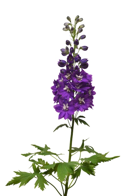 Hermosa flor violeta oscura delphinium aislada sobre fondo blanco Vista plana superior Objeto de patrón floral Concepto de naturaleza