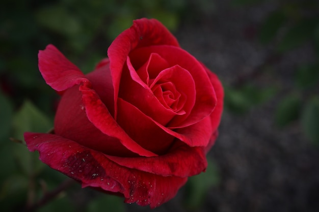 Hermosa flor vista cercana sobre fondo oscuro