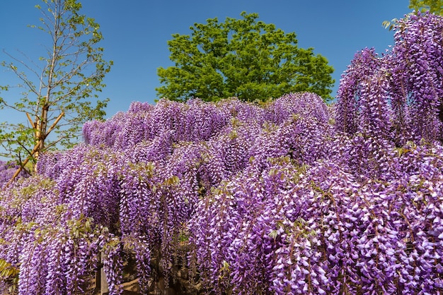 Hermosa flor de Wisteria rosa púrpura árboles enrejados flores en el día soleado de primavera