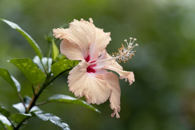 Hermosa flor de zapato de hibisco color crema.