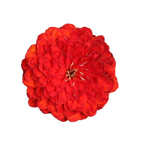La hermosa flor de zinnia roja aislada