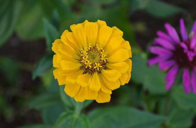 hermosa flor de zinnia