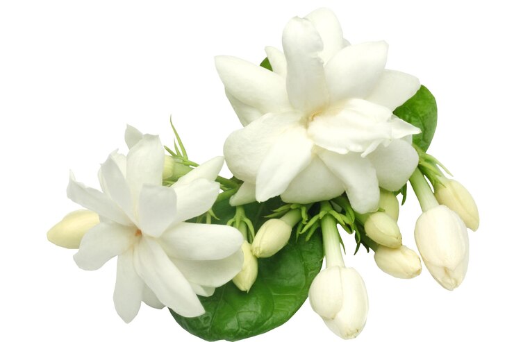 hermosa flor