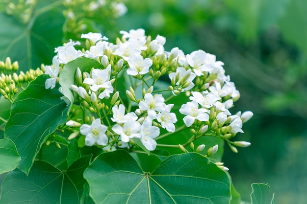 hermosa flor