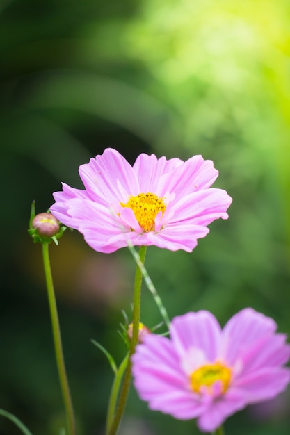 Foto hermosa flor