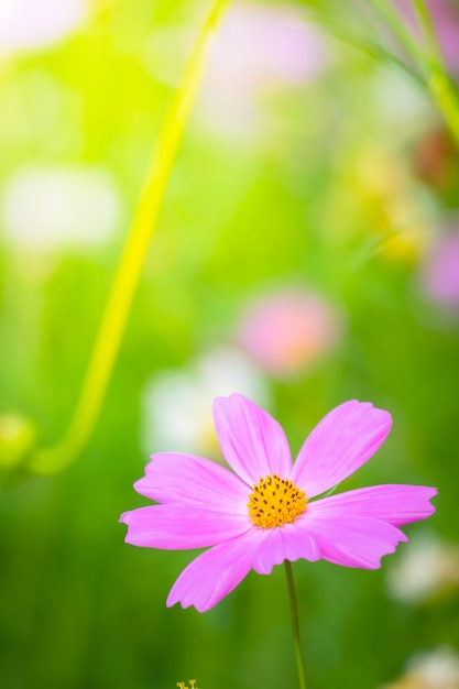 Foto hermosa flor