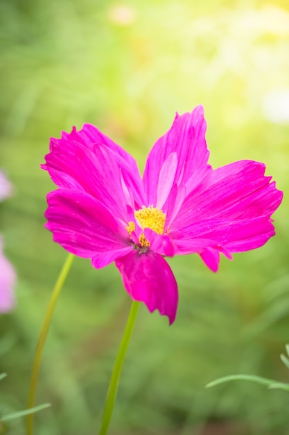 hermosa flor