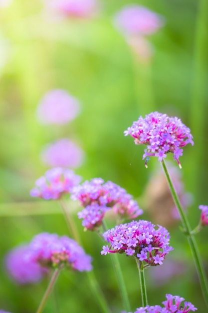 hermosa flor